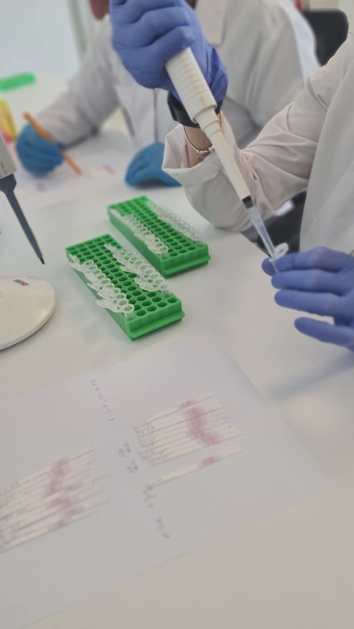 Close-up pipette work on test strips