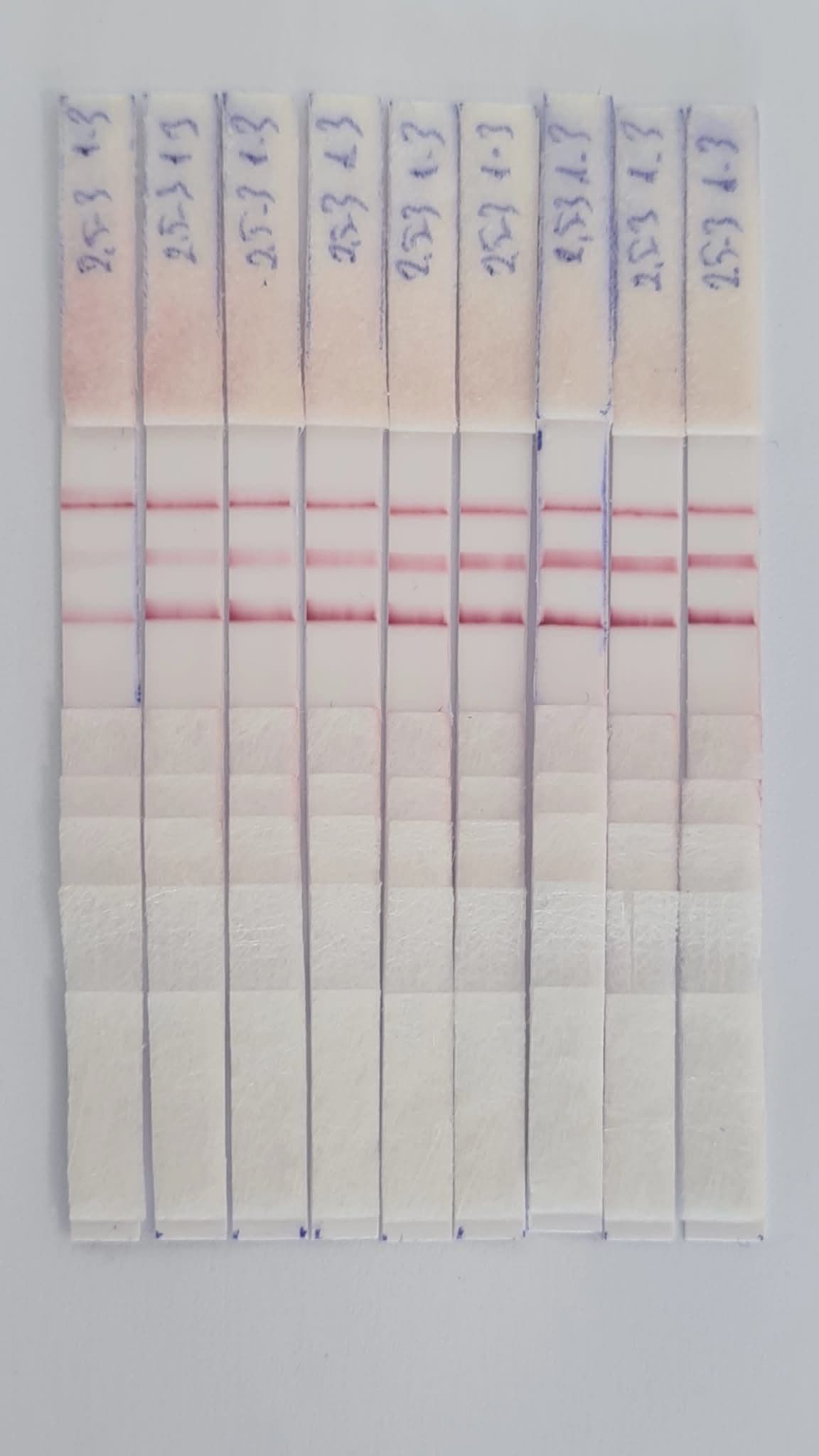Test strips laid flat showing hormone bands