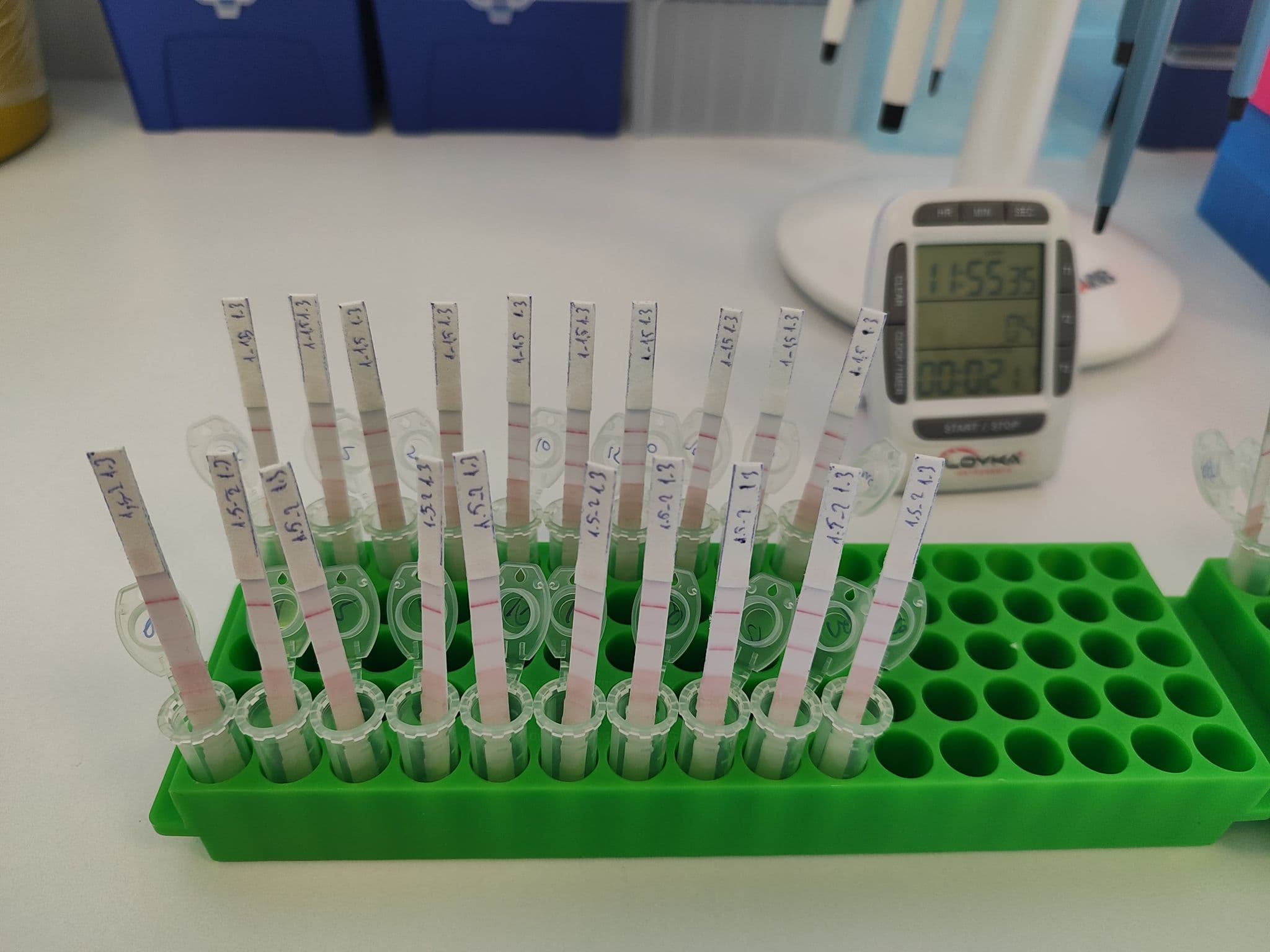 Test strips in rack with lab timer